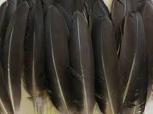Mighty Pack of 10 Decorative Feathers