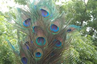 MUTHA Pack of 5 Decorative Feathers