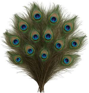 Rajmart Global Pack of 12 Decorative Feathers