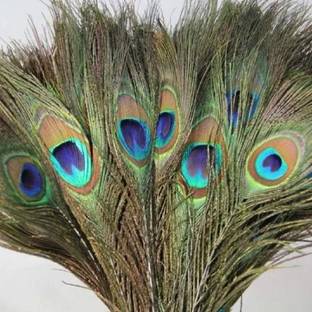 Rajmart Global Pack of 7 Decorative Feathers