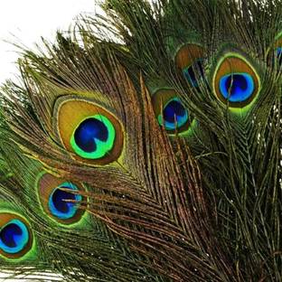 Rajmart Global Pack of 4 Decorative Feathers