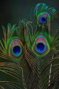 PARNAIRA Pack of 12 Decorative Feathers