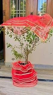 Agroha Tulsi Ji Poshak | Traditional Lehenga & Chunni Dress