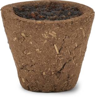 DIVINESHREE cow dung sambrani cups Guggul Dhoop