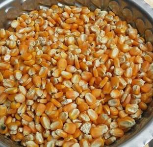 GROCERYONTHEGO Popcorn Seeds, 150g Popcorn Seeds