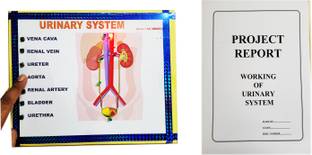 ONTEX ELECTRONICS Urinary System Biology Working Model Educational Science Project with Report Educational Electronic Hobby Kit