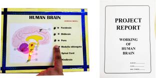 ONTEX ELECTRONICS Human Brain Biology Working Model Educational Science Project with Report Educational Electronic Hobby Kit