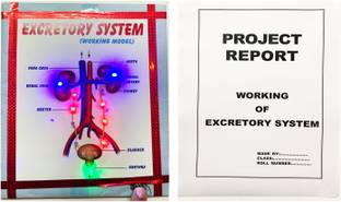 ONTEX ELECTRONICS Excretory System Biology Working Model and Project (Report Included) Educational Electronic Hobby Kit