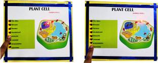 ONTEX ELECTRONICS Plant Cell Biology Working Model Educational Science Project with Report Educational Electronic Hobby Kit
