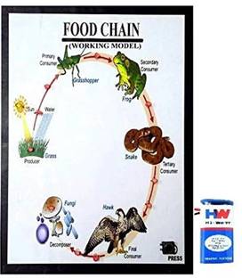 MELODY's Biology Food Chain Working Model Science Project/ Model Educational Electronic Hobby Kit