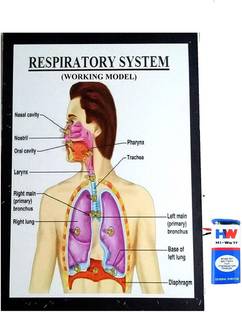 MELODY's Respiratory System Working Model Science Project Educational Electronic Hobby Kit