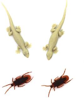 BLC Silicone Lizard and Silicone Cockroach Realistic Cockroach and Lizard Prank Toy note Gag Toy