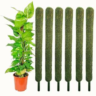 Kabeer enterprises Green Grass Pole for Plants Support Moss Stick 3 Feet(Pack Of 6) Garden Mulch
