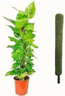 EJ Enterprise Moss Stick for Climbing Indoor Plants 2 feet(Pack Of 1) Garden Mulch