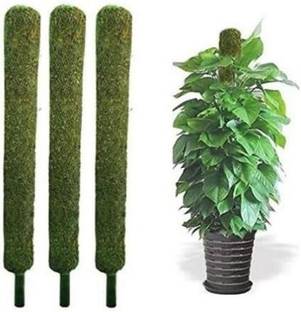 SK Fashion Moistick Grass Stick 2 Feet Pack Of 3 Garden Mulch