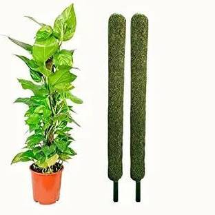 Nikhat creator Coco Pole 2ft(60 cm)-2pc Coir Stick for Money Plant Support Garden Mulch