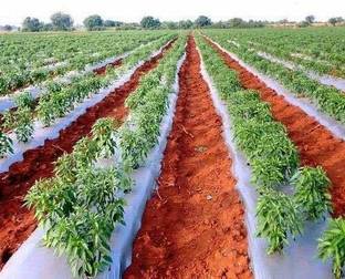 Vallabh 25 Micron Agriculture Mulching Sheet/Paper/400 Meter Length- 4 Feet Width Garden Mulch