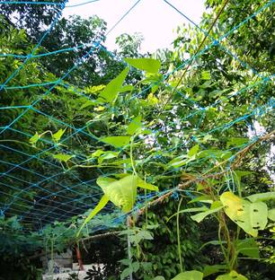 LJL Traders Climbing net/Creeper Plant Support net for Agriculture and Gardening -3mx9m Garden Tool Kit