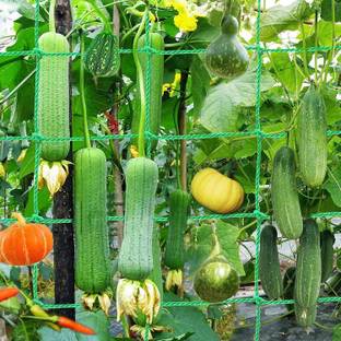 Grinny Plant Climbing Net & 15.5Ft x 6Ft Creeper Support Gardening Netting Green Colour Garden Tool Kit