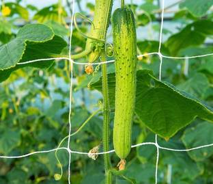 MyFam Plant Support Net / Creeper Net / Vegetable Planting Net Garden Tool Kit