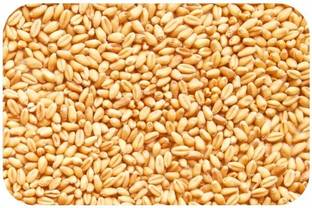 SR Esharwal MP Sharbati Wheat Fresh from Farms - 5kg | Gehu | Sortex Clean Whole Wheat