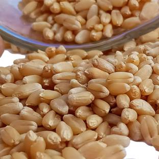 Go Kitchen Chemical Free Rare Desi Sharbati Wheat Seeds Variety For Growing Wheat/ Whole Wheat