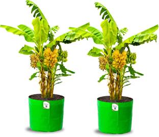 ORGANICBAZAR 24x24 Big Size Grow Bags for Fruits Tree, Premium HDPE 260 GSM Planter, Pack of 2 Grow Bag