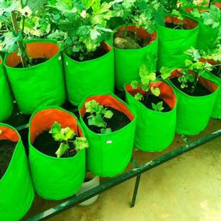 heliland Grow Bags(12x12=3 pc) Green Bags for Plants Gardening, Grow Bags Grow Bag