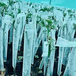 SHIVA Grafting Cover, 2 X 10, Pack of 50, Tree protection Grow Bag
