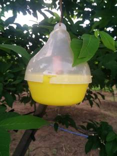 S K Agrotech Mac Phill pheromone insect Trap used for fruit fly & melon fly (Pack of 05) Silicone Wet and Dry Brush