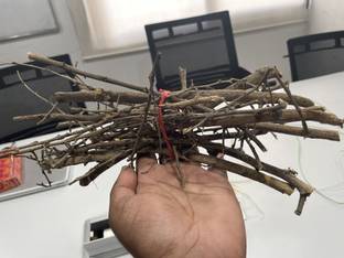 Maa Bhagawati Shami ki Lakdi, Pooja Hawan Stick, Havan Kund Sticks Shami