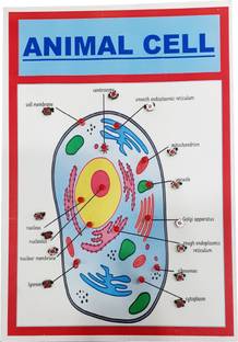 MELODY's Animal Cell Size A4 Biology Working Science Model with Lighting for School.