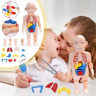 Ji And Ja Kids Human Body Model Toy Set Detachable Human Organs Model