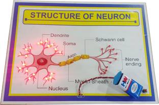 MELODY's Structure of Neuron Biology Working Project Running Light School Model 10 &12
