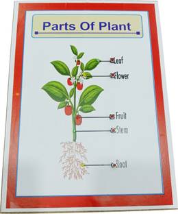 MELODY's Parts of Plant With LED Light Biology Working Science Project
