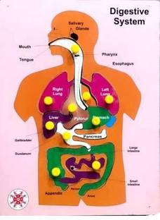 lavanshi fashion Lavi Wooden Human Body Internal Organ And Digestive System