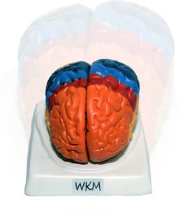 Kambojtraders Human Brain Model Anatomy Color-Coded