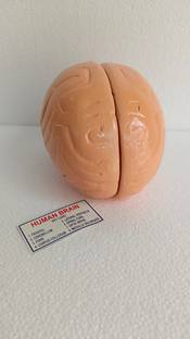 Kambojtraders Human Brain Model Anatomically Accurate Brain For Science Teaching Medical Model