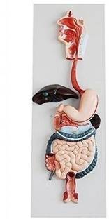 Labgo Digestive System Model