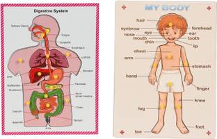 DgCrayons Wooden Digestive System & My Body Parts Educational & Learning Board with Knobs