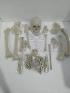wkm Dis-articulated Human Skeleton Anatomical Model 5 Feet