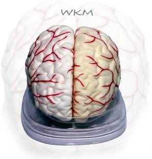 wkm Silicone Human Brain Model Structure Life Size Anatomy Removable in 8 Parts