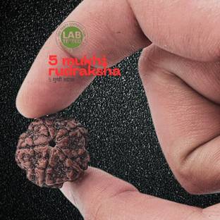 Rudra gems Jewellery 5 Mukhi Rudraksha Natural Lab Certified (100% Original) Beads Wood Locket Set
