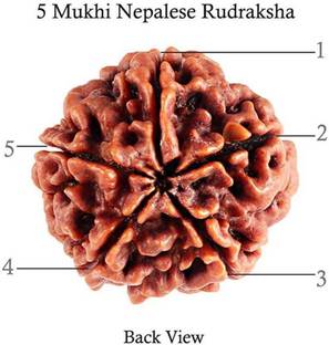 Maharishia Rudraksha Five face (Natural Brown) Mantra Siddha Panchmukhi Wooden Rudraksh 18 mm Wood Chain