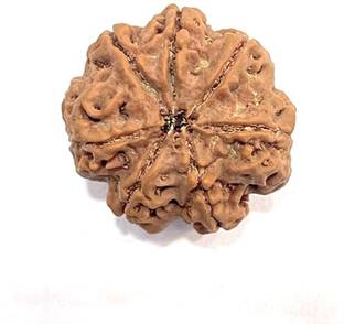 हकब्ग Rudraksha 7 Mukhi Origin (Nepal) रुद्राक्ष लेयर्ड