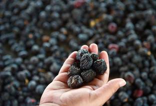 Royal foodery Premium Ajwa Dates Grade 1 Premium Dates, Fresh Jumbo Size IMPORTED 1000GRAM Dates