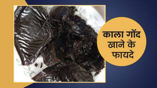Herbex Kala gond | Gond Siyah | Black Gum | Pure jadibooti Seed