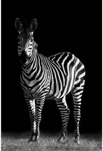 Pitaara Box Zebra Unframed Wall Art Painting Print Canvas 30 inch x 20 inch Painting