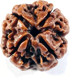 MAHADEVDEPSTORE Nepali 4 Mukhi/ Four Face Rudraksha / Chatur Mukhi Rudraksha (Size 16-22mm) Wood