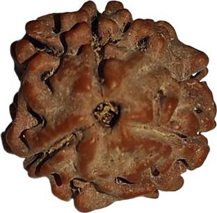 nepalirudraksh 3 Mukhi Rudraksha IGL Certified | Original Seller Nepali Rudraksh | Mother of Pearl